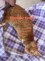 88163894_488561201817092_7884748975436201984_o.jpg - Thunder today successful recovery วันนี้ของธันเดอร์ แมวเรร่อนพิการ ป่วยบาดเจ็บจากการถูกรถชน กรามหัก เป็นเวลานานจนเกิดเป็นแผลติดเชื้อใหญ่น่ากลัว ได้รับการรักษาตัวนานกว่าหนึ่งเดือน จนวันนี้น้องหายดี ถึงแม้จะกรามเบี้ยว และมีขาเพียงสามขา | https://www.santisookdogandcat.org