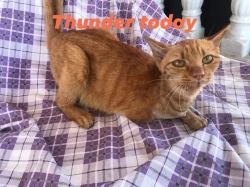 88248453_488561168483762_2015667446668591104_o.jpg - Thunder today successful recovery วันนี้ของธันเดอร์ แมวเรร่อนพิการ ป่วยบาดเจ็บจากการถูกรถชน กรามหัก เป็นเวลานานจนเกิดเป็นแผลติดเชื้อใหญ่น่ากลัว ได้รับการรักษาตัวนานกว่าหนึ่งเดือน จนวันนี้น้องหายดี ถึงแม้จะกรามเบี้ยว และมีขาเพียงสามขา | https://www.santisookdogandcat.org