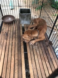 90298869_497490547590824_6355559928786059264_o.jpg - Samson has a good home หลายท่านคงจำกันได้ สุนัขที่ถูกเจ้าของ ขังปล่อยให้เห็บกินทั้งตัว หนึ่งในนั้นคื | https://www.santisookdogandcat.org