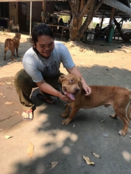91404904_497490514257494_198577679786573824_o.jpg - Samson has a good home หลายท่านคงจำกันได้ สุนัขที่ถูกเจ้าของ ขังปล่อยให้เห็บกินทั้งตัว หนึ่งในนั้นคื | https://www.santisookdogandcat.org