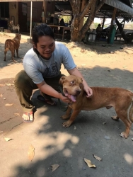 91404904_497490514257494_198577679786573824_o.jpg - Samson has a good home หลายท่านคงจำกันได้ สุนัขที่ถูกเจ้าของ ขังปล่อยให้เห็บกินทั้งตัว หนึ่งในนั้นคือ Samson สุนัขเพศผู้ สายพันธุ์ Pitbull ที่มีนิสัยโอ่นโยน ไม่กร้าวร้าว ไม่ดุ หลังจากที่เราทำหมันให้ ทำวัคซีน และรักษาพยาธิในเม็ดเลือดจนพร้อมที่จะไปบ้านใหม่ว | https://www.santisookdogandcat.org