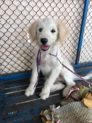 93313889_511096152896930_5355569895918534656_o.jpg - For adopt พิกัดเชียงใหม่‼️ หาบ้านน้องหมา เพศเมียทั้งคู่ อายุ7เดือนเป็นพี่น้องกัน เจ้าของย้ายบ้านทิ้งเด็กๆไว้ ในสวนลำไยทางมูลนิธิสันติสุขเพื่อสุนัขและแมวจรจัด ได้ทำหมัน ทำวัคซีน ถ่ายพยาธิแล้ว | https://www.santisookdogandcat.org