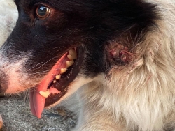94304638_515653642441181_462921359098380288_o.jpg - Two dogs has been abandoned by owner สุนัขแก่โดนทิ้ง เมื่ออาทิตย์ที่ผ่านมา ทางมูลนิธิสันติสุขอเพื่อส | https://www.santisookdogandcat.org