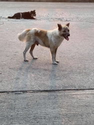 94483067_515653632441182_5717360013740081152_o.jpg - Two dogs has been abandoned by owner สุนัขแก่โดนทิ้ง เมื่ออาทิตย์ที่ผ่านมา ทางมูลนิธิสันติสุขอเพื่อสุนัขและแมวจรจัด ได้รับช่วยเหลือ สุนัขแก่ทั้งสองตัว ที่มีผู้แจ้งว่าเจ้าของย้ายบ้านแล้วไม่เอาสุนัขไปด้วย น้องหมาทั้งสองมีอาการเริ่มป่วย | https://www.santisookdogandcat.org