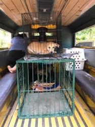 92449761_522476561758889_5125513511761346560_n.jpg - TNR Program sterilization Temple dogs ทำหมันน้องหมาให้กับวัดป่าอำเภอดอยสะเก็ด เชียงใหม่ ทางมูลนิธิสันติสุขเพื่อสุนัขและแมวจรจัด จับสุนัขทั้งเพศผู้เพศเมีย จำนวน21ตัว เพื่อนำออกมาทำหมัน ทำวัคซีน ถ่ายพยาธิ พักฟื้นที่มูลนิธิ 5-7 วันแล้วส่งกลับที่เดิม | https://www.santisookdogandcat.org