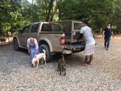 95749306_522476605092218_870972178823118848_n.jpg - TNR Program sterilization Temple dogs ทำหมันน้องหมาให้กับวัดป่าอำเภอดอยสะเก็ด เชียงใหม่ ทางมูลนิธิสันติสุขเพื่อสุนัขและแมวจรจัด จับสุนัขทั้งเพศผู้เพศเมีย จำนวน21ตัว เพื่อนำออกมาทำหมัน ทำวัคซีน ถ่ายพยาธิ พักฟื้นที่มูลนิธิ 5-7 วันแล้วส่งกลับที่เดิม | https://www.santisookdogandcat.org