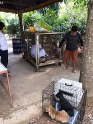 95989104_522476581758887_6267175364464738304_n.jpg - TNR Program sterilization Temple dogs ทำหมันน้องหมาให้กับวัดป่าอำเภอดอยสะเก็ด เชียงใหม่ ทางมูลนิธิสันติสุขเพื่อสุนัขและแมวจรจัด จับสุนัขทั้งเพศผู้เพศเมีย จำนวน21ตัว เพื่อนำออกมาทำหมัน ทำวัคซีน ถ่ายพยาธิ พักฟื้นที่มูลนิธิ 5-7 วันแล้วส่งกลับที่เดิม | https://www.santisookdogandcat.org