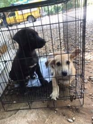 96661275_522476628425549_5913828082900271104_n.jpg - TNR Program sterilization Temple dogs ทำหมันน้องหมาให้กับวัดป่าอำเภอดอยสะเก็ด เชียงใหม่ ทางมูลนิธิสันติสุขเพื่อสุนัขและแมวจรจัด จับสุนัขทั้งเพศผู้เพศเมีย จำนวน21ตัว เพื่อนำออกมาทำหมัน ทำวัคซีน ถ่ายพยาธิ พักฟื้นที่มูลนิธิ 5-7 วันแล้วส่งกลับที่เดิม | https://www.santisookdogandcat.org