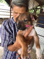 97089367_527548797918332_8971579368673378304_n.jpg - Puppies For adopt พิกัดเชียงใหม่ มาแล้วค่ะ ลูกสุนัขไร้บ้าน ทั้งหลายที่ทางมูลนิธิสันติสุขเพื่อสุนัขและแมวจรจัด ได้รับช่วยเหลือให้ที่พักพิงชั่วคราวในการหาบ้านหลังใหม่ เด็กๆสุขภาพแข็งแรง ทำวันซีนPuppy เข็มแรก ถ่ายพยาธิ กำจัดเห็บหมัดในเบื้องต้นแล้ว | https://www.santisookdogandcat.org