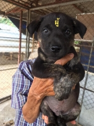 97119500_527548524585026_1782732562544721920_n.jpg - Puppies For adopt พิกัดเชียงใหม่ มาแล้วค่ะ ลูกสุนัขไร้บ้าน ทั้งหลายที่ทางมูลนิธิสันติสุขเพื่อสุนัขและแมวจรจัด ได้รับช่วยเหลือให้ที่พักพิงชั่วคราวในการหาบ้านหลังใหม่ เด็กๆสุขภาพแข็งแรง ทำวันซีนPuppy เข็มแรก ถ่ายพยาธิ กำจัดเห็บหมัดในเบื้องต้นแล้ว | https://www.santisookdogandcat.org