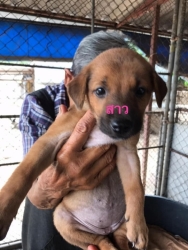 97249914_527548611251684_4854398387010666496_n.jpg - Puppies For adopt พิกัดเชียงใหม่ มาแล้วค่ะ ลูกสุนัขไร้บ้าน ทั้งหลายที่ทางมูลนิธิสันติสุขเพื่อสุนัขและแมวจรจัด ได้รับช่วยเหลือให้ที่พักพิงชั่วคราวในการหาบ้านหลังใหม่ เด็กๆสุขภาพแข็งแรง ทำวันซีนPuppy เข็มแรก ถ่ายพยาธิ กำจัดเห็บหมัดในเบื้องต้นแล้ว | https://www.santisookdogandcat.org