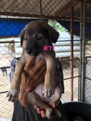 97356463_527548727918339_7002544550895943680_n.jpg - Puppies For adopt พิกัดเชียงใหม่ มาแล้วค่ะ ลูกสุนัขไร้บ้าน ทั้งหลายที่ทางมูลนิธิสันติสุขเพื่อสุนัขและแมวจรจัด ได้รับช่วยเหลือให้ที่พักพิงชั่วคราวในการหาบ้านหลังใหม่ เด็กๆสุขภาพแข็งแรง ทำวันซีนPuppy เข็มแรก ถ่ายพยาธิ กำจัดเห็บหมัดในเบื้องต้นแล้ว | https://www.santisookdogandcat.org