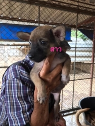 97488303_527548787918333_7532995964257173504_n.jpg - Puppies For adopt พิกัดเชียงใหม่ มาแล้วค่ะ ลูกสุนัขไร้บ้าน ทั้งหลายที่ทางมูลนิธิสันติสุขเพื่อสุนัขและแมวจรจัด ได้รับช่วยเหลือให้ที่พักพิงชั่วคราวในการหาบ้านหลังใหม่ เด็กๆสุขภาพแข็งแรง ทำวันซีนPuppy เข็มแรก ถ่ายพยาธิ กำจัดเห็บหมัดในเบื้องต้นแล้ว | https://www.santisookdogandcat.org