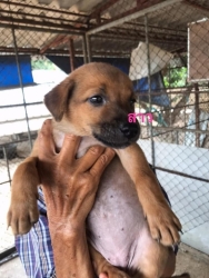 97508626_527548561251689_4192312771557195776_n.jpg - Puppies For adopt พิกัดเชียงใหม่ มาแล้วค่ะ ลูกสุนัขไร้บ้าน ทั้งหลายที่ทางมูลนิธิสันติสุขเพื่อสุนัขและแมวจรจัด ได้รับช่วยเหลือให้ที่พักพิงชั่วคราวในการหาบ้านหลังใหม่ เด็กๆสุขภาพแข็งแรง ทำวันซีนPuppy เข็มแรก ถ่ายพยาธิ กำจัดเห็บหมัดในเบื้องต้นแล้ว | https://www.santisookdogandcat.org