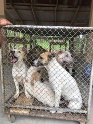 104202194_543019276371284_9073554774810247470_o.jpg - จับน้องหมาทำหมัน พิกัดป่าช้าบ้านใหม่ บ้านลวงเหนือ อำเภอดอยสะเก็ด‼️ ในช่วง2เดือนที่ผ่านมา ทางมูลนิธิส | https://www.santisookdogandcat.org