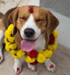 104183803_546803305992881_3373237736104583598_n.jpg - เทศกาลบูชาสุนัข หรือเทศกาล Kukur Tihar ถูกจัดขึ้นในประเทศเนปาล เป็นเทศกาลที่คล้ายกับเทศกาล Diwali หรือเทศกาลแห่งแสง ที่เป็นเหมือนการเฉลิมฉลองขึ้นปีใหม่ โดยเทศกาลบูชาสุนัขนี้เกิดขึ้นตามความเชื่อของศาสนาฮินดูที่มีความผูกพันกับเหล่าสุนัขมาเป็นเวลายาวนาน | https://www.santisookdogandcat.org