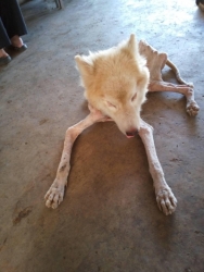 127243507_649029762436901_693731437957997847_o.jpg - Adopt only please ป๊อปคอน น้องหมาหาบ้านถาวรอีกครั้ง ขอในพื้นที่ ”จังหวัดเชียงใหม่” ขอย้ำอีกครั้งค่ะว | https://www.santisookdogandcat.org