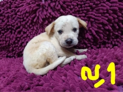 125559156_644649996208211_2643383234379683231_o.jpg - หาบ้านหมาน้อย Adopt only “พิกัดอำเภอดอยสะเก็ด” ลูกสุนัขพันธุ์ผสมตามรูป แม่สุนัขคลอดลูกในป่า ตอนนี้มีคนเอาลูกสุนัขมาดูแลชั่วคราวเพื่อความปลอดภัย ท่านใดที่อุปการะพวกเขาเหล่านี้ ท่านสามารถนำลูกสุนัขมา ทำวัคซีนป้องกันโรคหัด โรคสำไส้อักเสบฟรี | https://www.santisookdogandcat.org