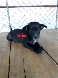 138462395_675562323116978_596798513443851481_o.jpg - แก๊ง 9 ชีวิตหาบ้าน Adopt only เด็กๆทั้ง 9 ชีวิต นี้เป็นลูกสุนัขที่มีผู้ไปเจอแถวแม่โจ้ อายุประมาณ 2-3 เดือน ถูกทิ้งอยู่และแน่นอน รถเหยียบตายไป 1 และอยู่ในช่วงอากาศหนาวเมื่อ 2-3 วันที่ผ่านมา เราจึงให้ผู้พบเจอนำมาส่ง | https://www.santisookdogandcat.org