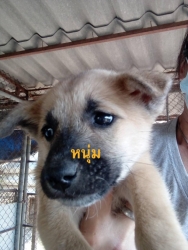 138511409_675562286450315_3818095040816652218_o.jpg - แก๊ง 9 ชีวิตหาบ้าน Adopt only เด็กๆทั้ง 9 ชีวิต นี้เป็นลูกสุนัขที่มีผู้ไปเจอแถวแม่โจ้ อายุประมาณ 2-3 เดือน ถูกทิ้งอยู่และแน่นอน รถเหยียบตายไป 1 และอยู่ในช่วงอากาศหนาวเมื่อ 2-3 วันที่ผ่านมา เราจึงให้ผู้พบเจอนำมาส่ง | https://www.santisookdogandcat.org