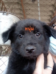 138593062_675562239783653_8210830845393318614_o.jpg - แก๊ง 9 ชีวิตหาบ้าน Adopt only เด็กๆทั้ง 9 ชีวิต นี้เป็นลูกสุนัขที่มีผู้ไปเจอแถวแม่โจ้ อายุประมาณ 2-3 เดือน ถูกทิ้งอยู่และแน่นอน รถเหยียบตายไป 1 และอยู่ในช่วงอากาศหนาวเมื่อ 2-3 วันที่ผ่านมา เราจึงให้ผู้พบเจอนำมาส่ง | https://www.santisookdogandcat.org