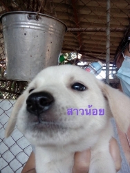 138871122_675562223116988_5334034492929749205_o.jpg - แก๊ง 9 ชีวิตหาบ้าน Adopt only เด็กๆทั้ง 9 ชีวิต นี้เป็นลูกสุนัขที่มีผู้ไปเจอแถวแม่โจ้ อายุประมาณ 2-3 เดือน ถูกทิ้งอยู่และแน่นอน รถเหยียบตายไป 1 และอยู่ในช่วงอากาศหนาวเมื่อ 2-3 วันที่ผ่านมา เราจึงให้ผู้พบเจอนำมาส่ง | https://www.santisookdogandcat.org