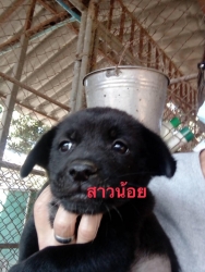 139001871_675562359783641_4916713368209907599_o.jpg - แก๊ง 9 ชีวิตหาบ้าน Adopt only เด็กๆทั้ง 9 ชีวิต นี้เป็นลูกสุนัขที่มีผู้ไปเจอแถวแม่โจ้ อายุประมาณ 2-3 เดือน ถูกทิ้งอยู่และแน่นอน รถเหยียบตายไป 1 และอยู่ในช่วงอากาศหนาวเมื่อ 2-3 วันที่ผ่านมา เราจึงให้ผู้พบเจอนำมาส่ง | https://www.santisookdogandcat.org