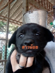 139436170_675562269783650_8037929325554788950_o.jpg - แก๊ง 9 ชีวิตหาบ้าน Adopt only เด็กๆทั้ง 9 ชีวิต นี้เป็นลูกสุนัขที่มีผู้ไปเจอแถวแม่โจ้ อายุประมาณ 2-3 เดือน ถูกทิ้งอยู่และแน่นอน รถเหยียบตายไป 1 และอยู่ในช่วงอากาศหนาวเมื่อ 2-3 วันที่ผ่านมา เราจึงให้ผู้พบเจอนำมาส่ง | https://www.santisookdogandcat.org