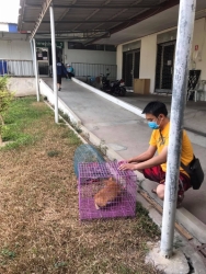 144389381_683415692331641_7249206820265386240_o.jpg - Cats Sterilization TNR ทำหมันแมวจรน้องแมว มูลนิธิสันติสุขเพื่อสุนัขและแมวจรจัด ได้ทำหมันให้แมวจรจัด ในพื้นที่โรงพยาบาลอำเภอสันป่าตอง เพื่อหยุดการขยายพันธุ์ ลดปัญหาระหว่าง มนุษย์และสัตว์ให้สามารถ อยู่ร่วมกันได้มากกว่า คำว่า”กำจัด” | https://www.santisookdogandcat.org