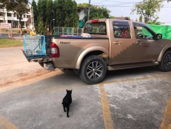 145025136_683415668998310_8396788388791977612_o.jpg - Cats Sterilization TNR ทำหมันแมวจรน้องแมว มูลนิธิสันติสุขเพื่อสุนัขและแมวจรจัด ได้ทำหมันให้แมวจรจัด ในพื้นที่โรงพยาบาลอำเภอสันป่าตอง เพื่อหยุดการขยายพันธุ์ ลดปัญหาระหว่าง มนุษย์และสัตว์ให้สามารถ อยู่ร่วมกันได้มากกว่า คำว่า”กำจัด” | https://www.santisookdogandcat.org