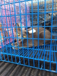 145065157_683415605664983_6230138202624323525_o.jpg - Cats Sterilization TNR ทำหมันแมวจรน้องแมว มูลนิธิสันติสุขเพื่อสุนัขและแมวจรจัด ได้ทำหมันให้แมวจรจัด ในพื้นที่โรงพยาบาลอำเภอสันป่าตอง เพื่อหยุดการขยายพันธุ์ ลดปัญหาระหว่าง มนุษย์และสัตว์ให้สามารถ อยู่ร่วมกันได้มากกว่า คำว่า”กำจัด” | https://www.santisookdogandcat.org