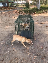 164408261_712978009375409_3960145036985310764_n.jpg - TNR Sterilization ทำหมันสุนัข วันนี้ช่วงเช้า มูลนิธิสันติสุขเพื่อสุนัขและแมวจรจัด ได้ลงพื้นที่จับสุนัขไร้บ้าน ที่อาศัยอยู่ในกรมชลประทาน อำเภอแม่แตง จังหวัดเชียงใหม่  | https://www.santisookdogandcat.org