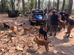 165376601_712977976042079_4547595388388164579_n.jpg - TNR Sterilization ทำหมันสุนัข วันนี้ช่วงเช้า มูลนิธิสันติสุขเพื่อสุนัขและแมวจรจัด ได้ลงพื้นที่จับสุนัขไร้บ้าน ที่อาศัยอยู่ในกรมชลประทาน อำเภอแม่แตง จังหวัดเชียงใหม่  | https://www.santisookdogandcat.org