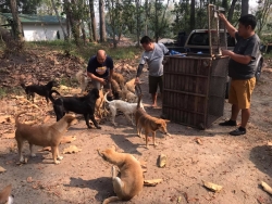 165932361_712977886042088_5819329249732052730_n.jpg - TNR Sterilization ทำหมันสุนัข วันนี้ช่วงเช้า มูลนิธิสันติสุขเพื่อสุนัขและแมวจรจัด ได้ลงพื้นที่จับสุนัขไร้บ้าน ที่อาศัยอยู่ในกรมชลประทาน อำเภอแม่แตง จังหวัดเชียงใหม่  | https://www.santisookdogandcat.org