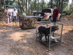 166716723_712978052708738_1640463848123421739_n.jpg - TNR Sterilization ทำหมันสุนัข วันนี้ช่วงเช้า มูลนิธิสันติสุขเพื่อสุนัขและแมวจรจัด ได้ลงพื้นที่จับสุนัขไร้บ้าน ที่อาศัยอยู่ในกรมชลประทาน อำเภอแม่แตง จังหวัดเชียงใหม่  | https://www.santisookdogandcat.org