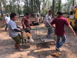 166958479_712977722708771_5943606559708386582_n.jpg - TNR Sterilization ทำหมันสุนัข วันนี้ช่วงเช้า มูลนิธิสันติสุขเพื่อสุนัขและแมวจรจัด ได้ลงพื้นที่จับสุนัขไร้บ้าน ที่อาศัยอยู่ในกรมชลประทาน อำเภอแม่แตง จังหวัดเชียงใหม่  | https://www.santisookdogandcat.org