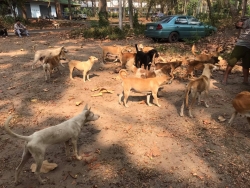 167417536_712977932708750_4937895815238998792_n.jpg - TNR Sterilization ทำหมันสุนัข วันนี้ช่วงเช้า มูลนิธิสันติสุขเพื่อสุนัขและแมวจรจัด ได้ลงพื้นที่จับสุนัขไร้บ้าน ที่อาศัยอยู่ในกรมชลประทาน อำเภอแม่แตง จังหวัดเชียงใหม่  | https://www.santisookdogandcat.org