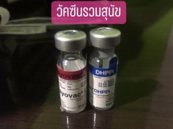 172359340_718779548795255_1254582969555614323_n.jpg - รักน้องหมาน้องแมวของท่านโปรด นำสุนัขและแมวไปทำวัคซีน ป้องกันโรคตามคำแนะนำของสัตวแพทย์ ตามกำหนดเพื่อสัตว์เลี้ยงที่ท่านรัก ด้วยความปรารถนาดี จากเรา มูลนิธิสันติสุขเพื่อสุนัขและแมวจรจัด  | https://www.santisookdogandcat.org