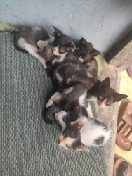 167688296_714026095937267_1532828594981262087_n.jpg - Sterilization Cats แมวเป็นสัตว์ที่ตั้งท้อง 58-67 วันก็คลอดลูกคลอดแล้วบางตัวลูกยังไม่ทันเดินได้ แม่แม | https://www.santisookdogandcat.org