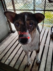 240070028_789649705041572_8323192539472711914_n.jpeg - Dog cancer Treatment สุนัขไร้บ้าน เพศเมียป่วยเป็นมะเร็ง กว่า 3 เดือน ผลเลือดมีการติดเชื้อ เม็ดเลือดข | https://www.santisookdogandcat.org