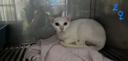 232332854_779835702689639_585985951790853923_n.jpeg - Cats For adoption โครงการหาบ้านใหม่ ให้พวกเขา ท่านใดที่รักแมว เป็นทาสแมว กำลังมองหาแมว มีความรับผิดชอบสูง เชิญท่านเข้ามาเยี่ยม มามารับอุปการะพวกเขาเหล่านี้ได้ค่ะ มีทั้งผู้/เมีย หยอดยาหมัด ฉีดวัคซีนไข้หัด ฉีดวัคซีนพิษสุนัขบ้า ทำหมันให้ฟรี | https://www.santisookdogandcat.org