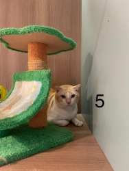 232471474_779835766022966_3928664114444548353_n.jpeg - Cats For adoption โครงการหาบ้านใหม่ ให้พวกเขา ท่านใดที่รักแมว เป็นทาสแมว กำลังมองหาแมว มีความรับผิดชอบสูง เชิญท่านเข้ามาเยี่ยม มามารับอุปการะพวกเขาเหล่านี้ได้ค่ะ มีทั้งผู้/เมีย หยอดยาหมัด ฉีดวัคซีนไข้หัด ฉีดวัคซีนพิษสุนัขบ้า ทำหมันให้ฟรี | https://www.santisookdogandcat.org