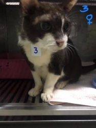 233080906_779835796022963_617726689782016486_n.jpeg - Cats For adoption โครงการหาบ้านใหม่ ให้พวกเขา ท่านใดที่รักแมว เป็นทาสแมว กำลังมองหาแมว มีความรับผิดช | https://www.santisookdogandcat.org
