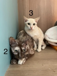 233193962_779835906022952_3409505279126397479_n.jpeg - Cats For adoption โครงการหาบ้านใหม่ ให้พวกเขา ท่านใดที่รักแมว เป็นทาสแมว กำลังมองหาแมว มีความรับผิดชอบสูง เชิญท่านเข้ามาเยี่ยม มามารับอุปการะพวกเขาเหล่านี้ได้ค่ะ มีทั้งผู้/เมีย หยอดยาหมัด ฉีดวัคซีนไข้หัด ฉีดวัคซีนพิษสุนัขบ้า ทำหมันให้ฟรี | https://www.santisookdogandcat.org