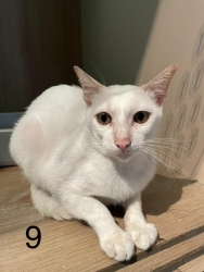 233288038_779835832689626_6123395306425080477_n.jpeg - Cats For adoption โครงการหาบ้านใหม่ ให้พวกเขา ท่านใดที่รักแมว เป็นทาสแมว กำลังมองหาแมว มีความรับผิดช | https://www.santisookdogandcat.org