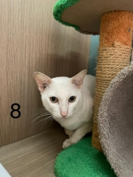 233367322_779835586022984_3399155790942814083_n.jpeg - Cats For adoption โครงการหาบ้านใหม่ ให้พวกเขา ท่านใดที่รักแมว เป็นทาสแมว กำลังมองหาแมว มีความรับผิดชอบสูง เชิญท่านเข้ามาเยี่ยม มามารับอุปการะพวกเขาเหล่านี้ได้ค่ะ มีทั้งผู้/เมีย หยอดยาหมัด ฉีดวัคซีนไข้หัด ฉีดวัคซีนพิษสุนัขบ้า ทำหมันให้ฟรี | https://www.santisookdogandcat.org