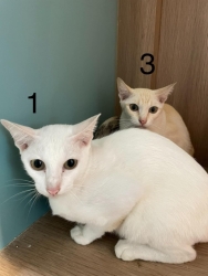 233577672_779835966022946_4190571935018367273_n.jpeg - Cats For adoption โครงการหาบ้านใหม่ ให้พวกเขา ท่านใดที่รักแมว เป็นทาสแมว กำลังมองหาแมว มีความรับผิดช | https://www.santisookdogandcat.org