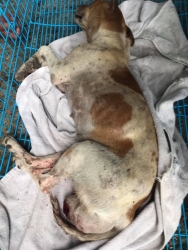 244786738_820499888623220_2960501035301189819_n.jpg - Rescue Another “dog cancer“ ทุกช่วงเวลาที่มีความหมาย ทุกวันที่เราตั้งใจทำงาน ไม่มีวันหยุด อุปสรรค และปัญหาที่ต้องแก้ไข เดิมพันด้วยความเป็นอยู่ทุกชีวิตของสัตว์ ที่เราพยายามที่จะช่วยเหลือ ลดปัญหาให้สัตว์และคนสามารถอยู่ร่วมกันได้ | https://www.santisookdogandcat.org