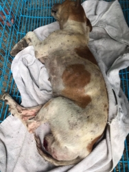 244786738_820499888623220_2960501035301189819_n.jpg - Rescue Another “dog cancer“ ทุกช่วงเวลาที่มีความหมาย ทุกวันที่เราตั้งใจทำงาน ไม่มีวันหยุด” อุปสรรค และปัญหาที่ต้องแก้ไข เดิมพันด้วยความเป็นอยู่ทุกชีวิตของสัตว์ ที่เราพยายามที่จะช่วยเหลือ ลดปัญหา ให้สัตว์และคนสามารถอยู่ร่วมกันได้ ”ไม่ง่ายเลย” | https://www.santisookdogandcat.org