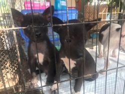 250915981_831331644206711_3656691230069608784_n.jpg - Puppies has a good home เมตตาธรรม ค้ำจุนโลก | https://www.santisookdogandcat.org